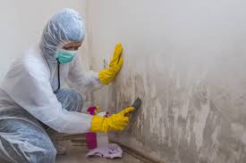 Best Basement Mold Removal  in Waterloo, WI